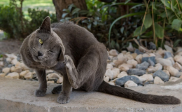 Qual o melhor antipulgas para gatos? 13 opções por tipo (pipeta, comprimido, coleira e spray)