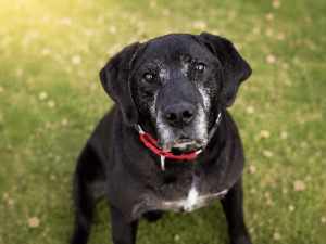 Quase metade dos cães idosos no Brasil convive com doenças crônicas, revela pesquisa