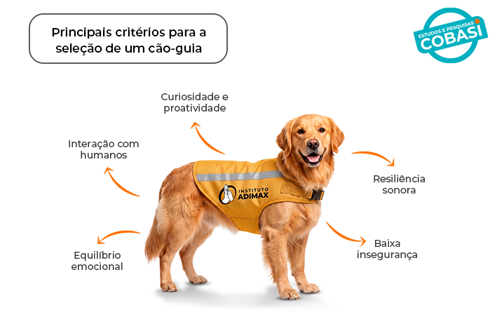 Brincar também é rotina: como tutores organizam o enriquecimento ambiental de cães e gatos 7