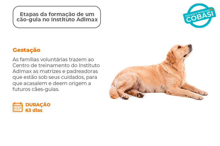 Brincar também é rotina: como tutores organizam o enriquecimento ambiental de cães e gatos 8