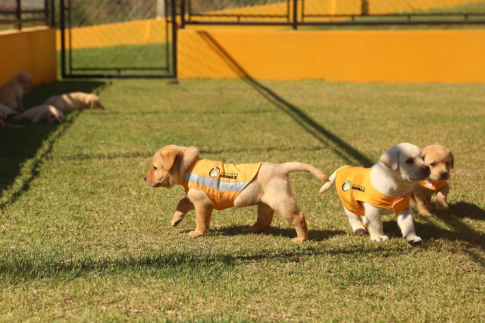 Em média 2 anos e investimento de até R$ 100 mil por cão-guia: estudo da Cobasi com o Instituto Adimax revela como funciona a formação 1