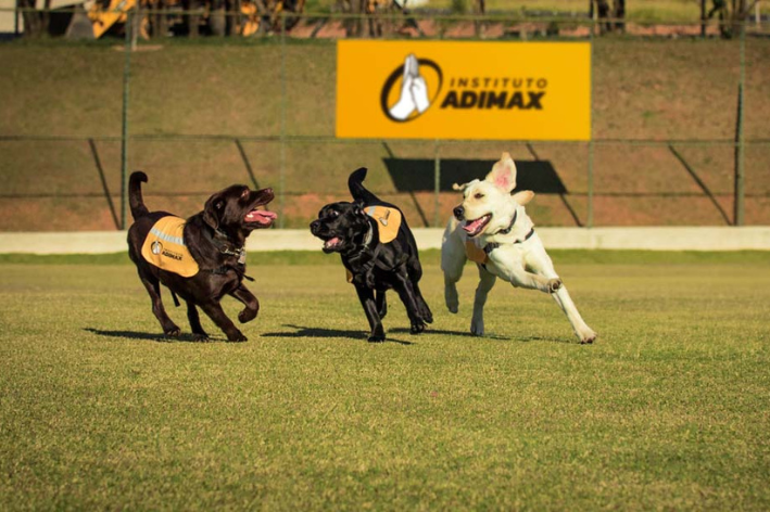 Em média 2 anos e investimento de até R$ 100 mil por cão-guia: estudo da Cobasi com o Instituto Adimax revela como funciona a formação