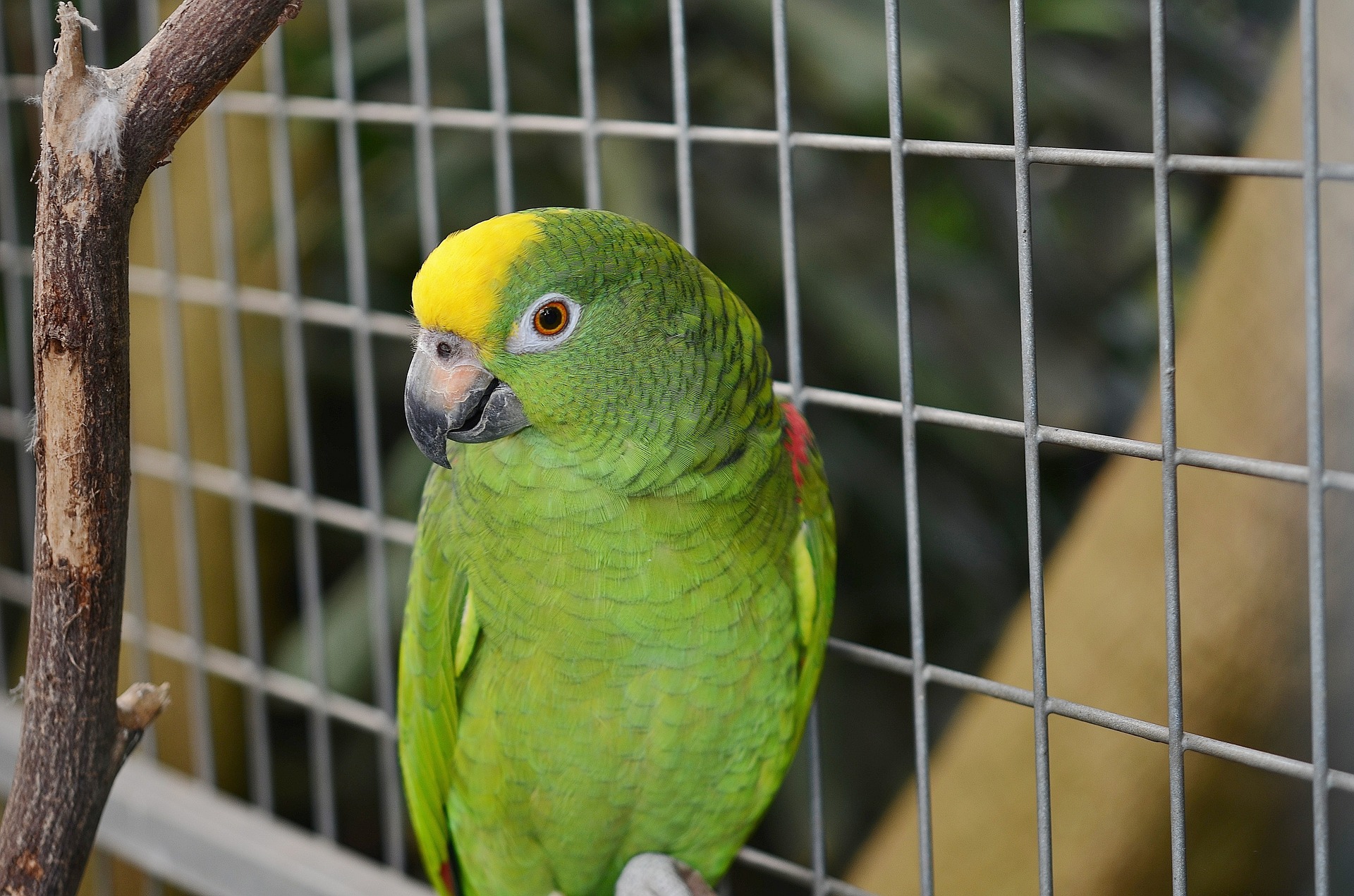 acessórios para gaiola de aves