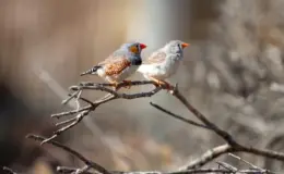 casal de pássaros mandarim no galho