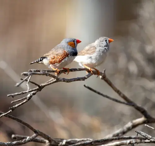 casal de pássaros mandarim no galho