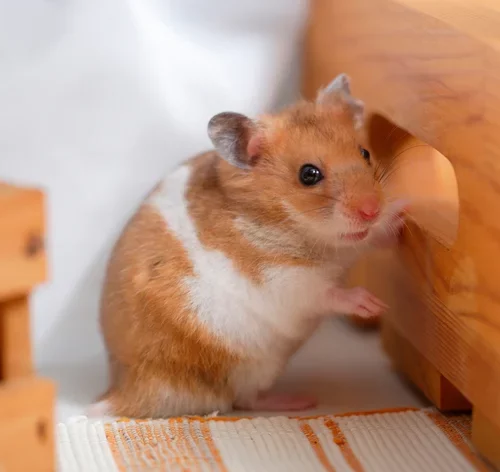 Hamster Sírio: dicas de cuidados, alimentação, saúde e tudo o que você precisa saber 2