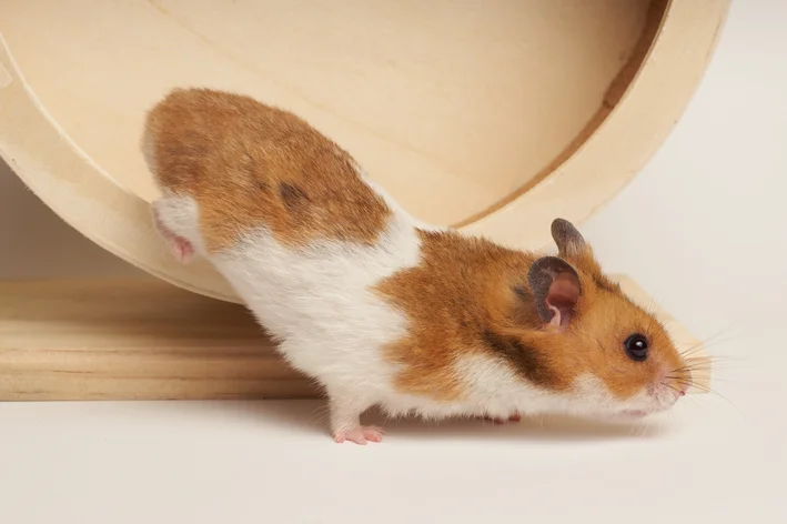 Hamster Sírio Pelo Curto Selvagem