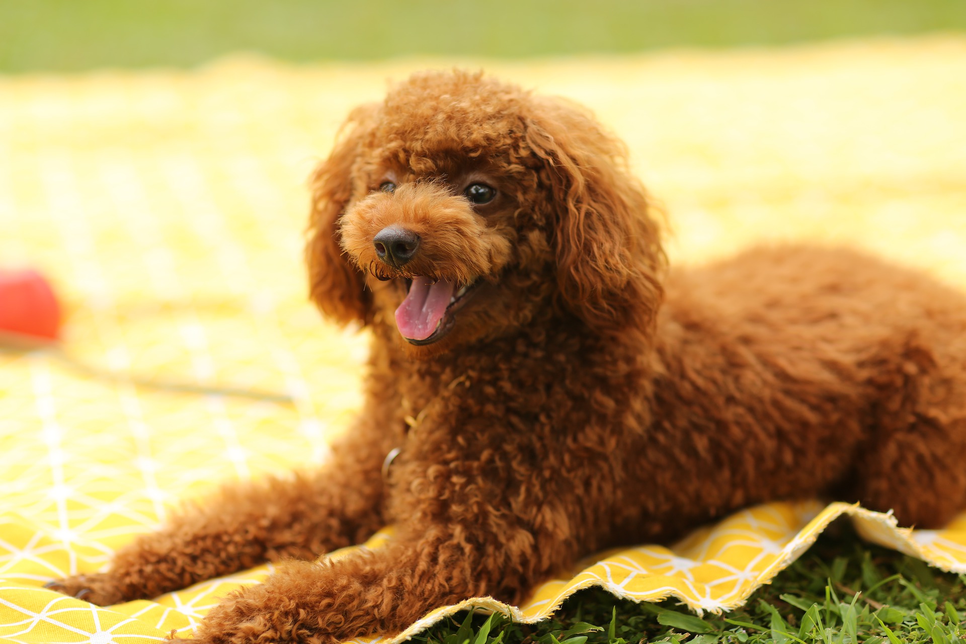 pet com doença de pele em cachorro