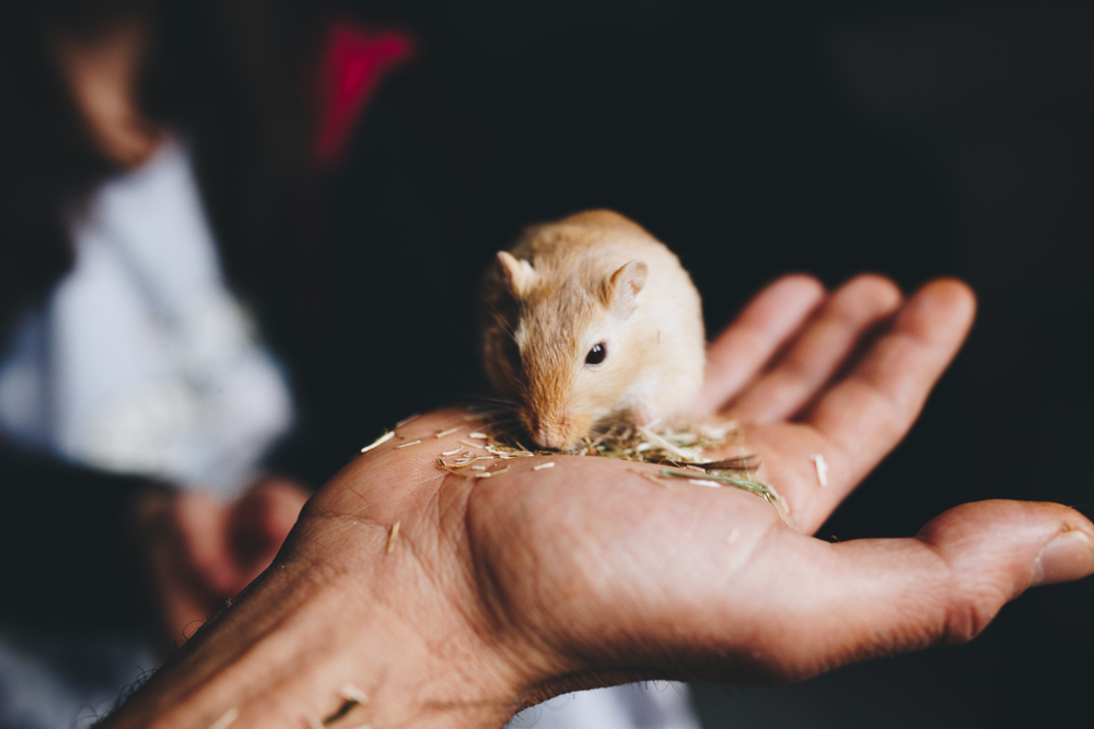 gerbil-esquilo-da-mongolia-mao