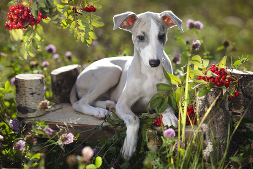 Whippet