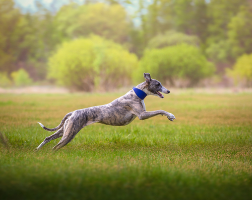 cachorro-whippet-raca