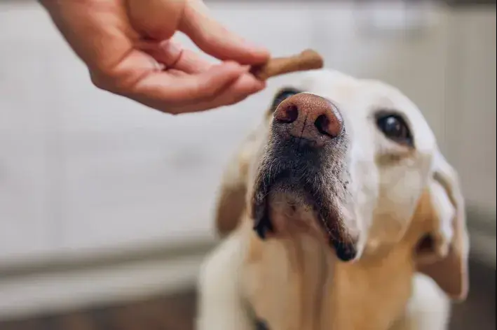 tutor oferecendo petisco para ansiedade-de-separacao-em-cachorro