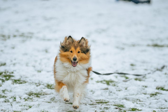 Cachorro Collie: conheça a raça da icônica Lassie | Blog da Cobasi