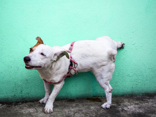 cachorro fazendo xixi no lugar certo