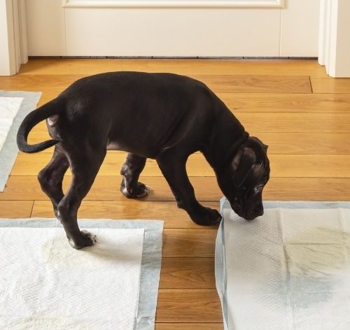 como ensinar filhote de cachorro fazer necessidades no lugar certo