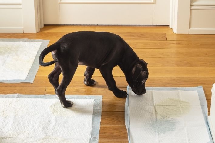 como ensinar filhote de cachorro fazer necessidades no lugar certo