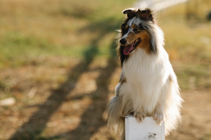 cachorro collie sentado