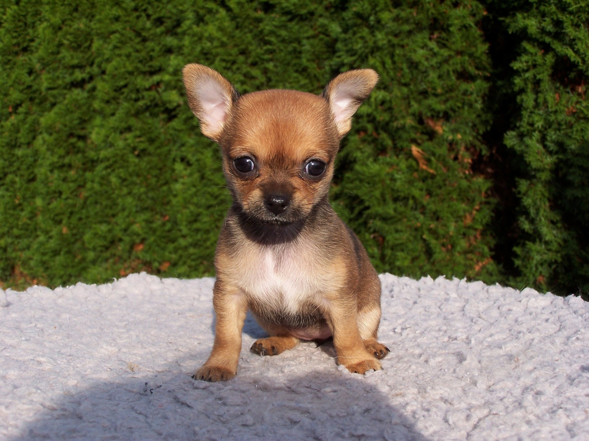 menores cachorros do mundo