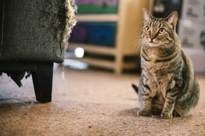 gato sentando na sala