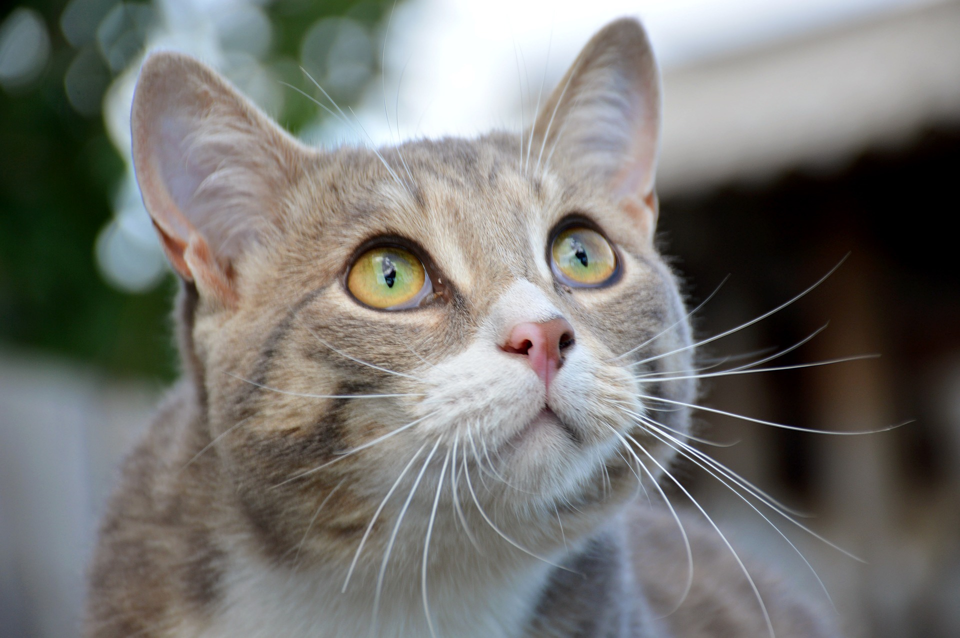 Felino passando por adestramento de gatos