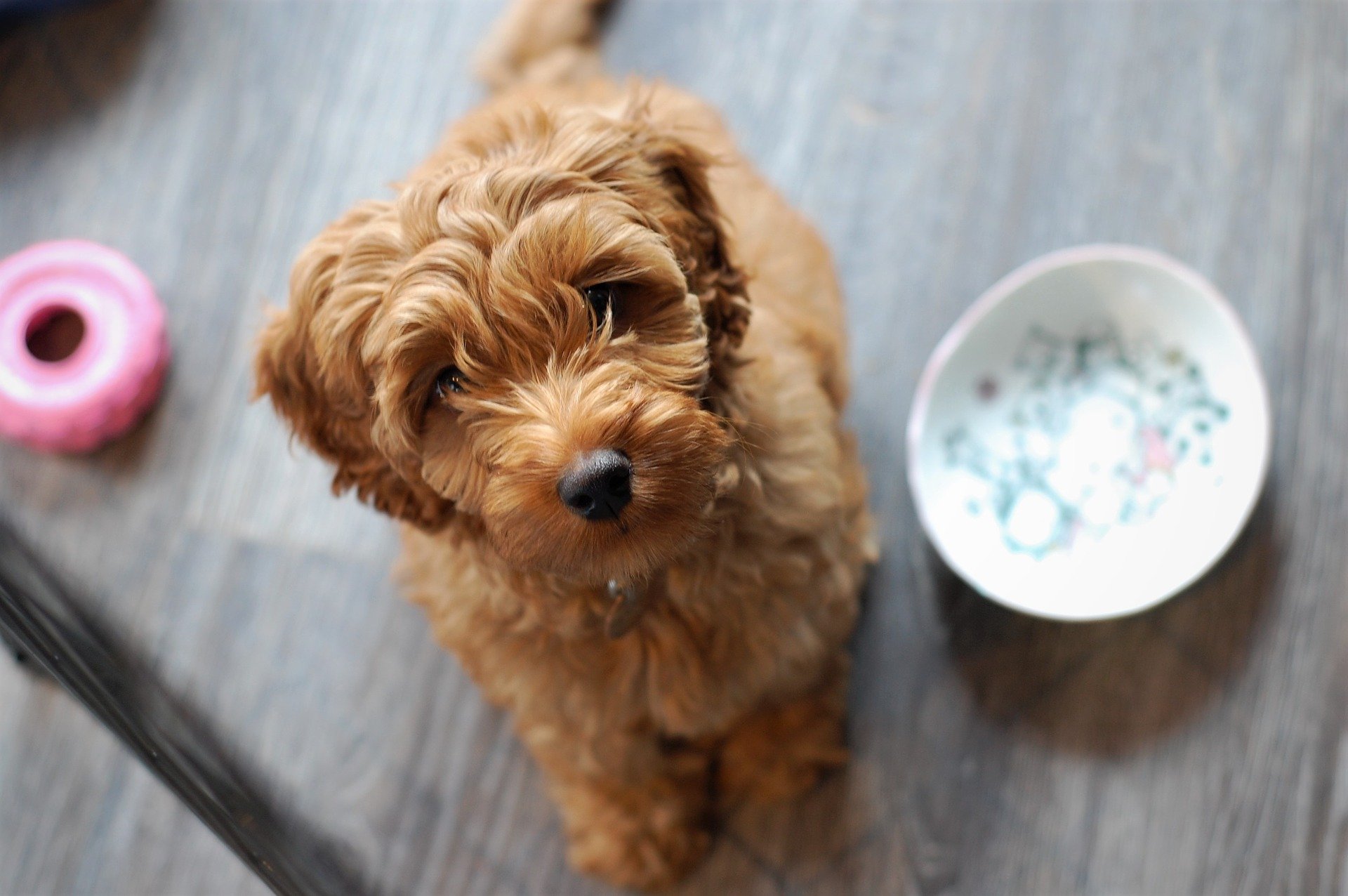 Poodle esperando a alimentação natural para cães