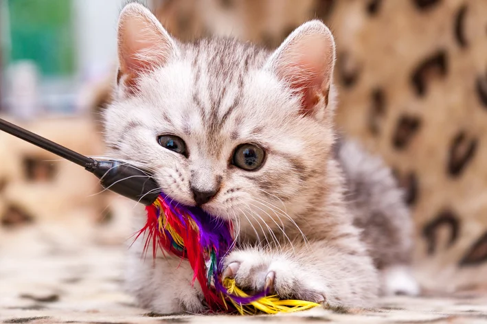 gato feliz com brinquedo