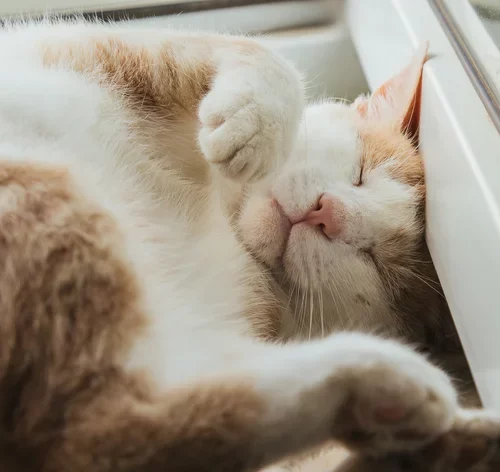gato feliz dormindo com a barriga para cima