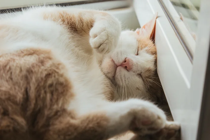 gato feliz dormindo com a barriga para cima