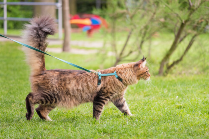 gato com peitoral para gatos