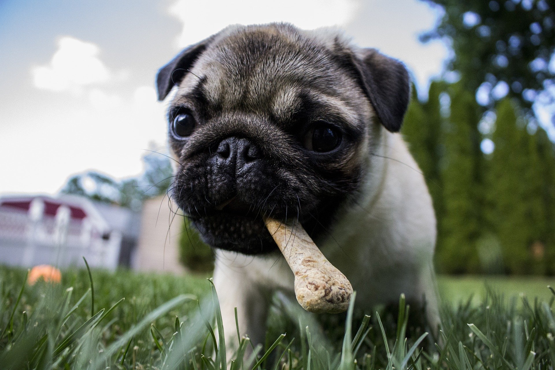 Suplemento para cachorro