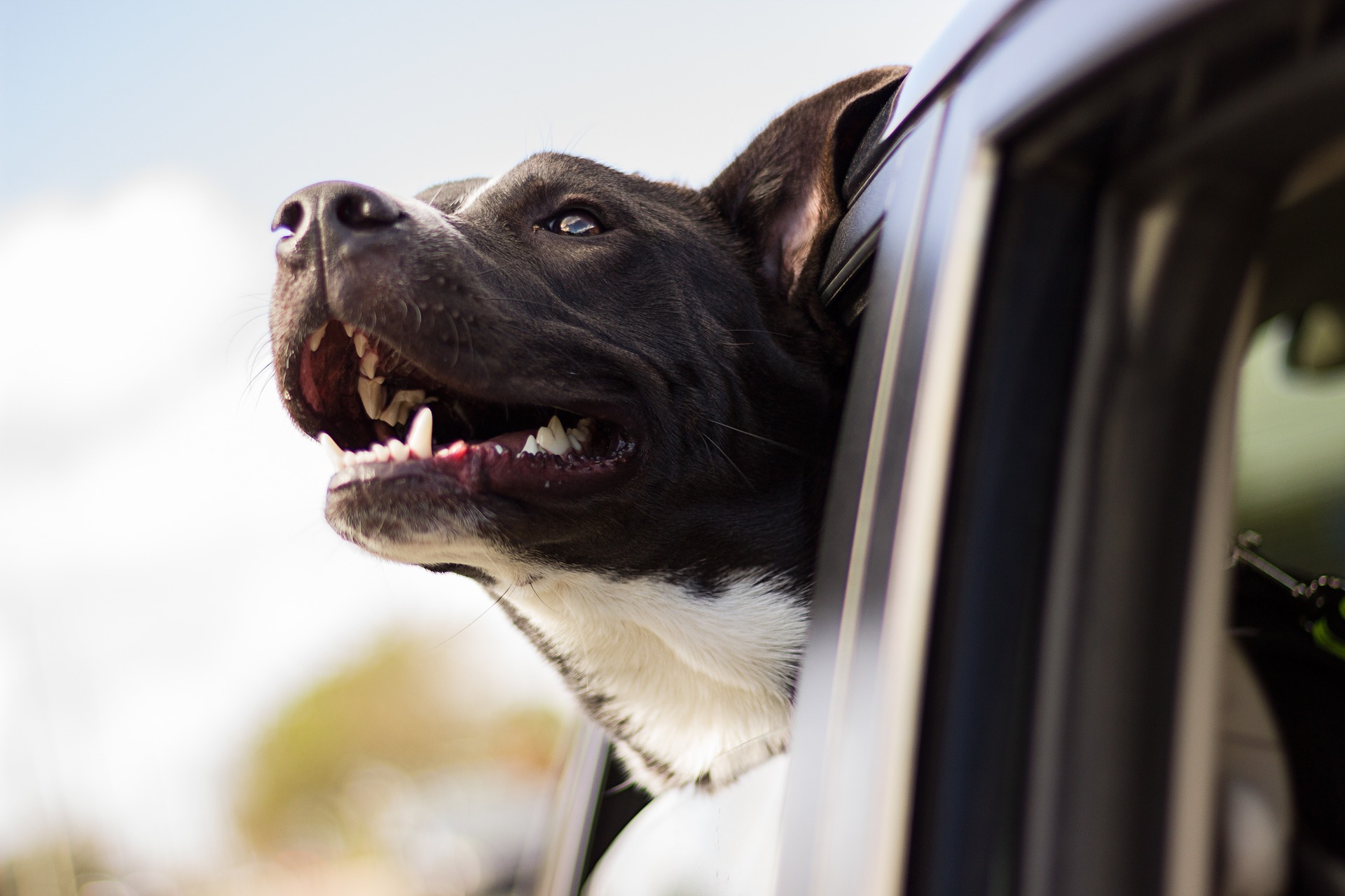 Qual o melhor remédio para cachorro não enjoar em viagem