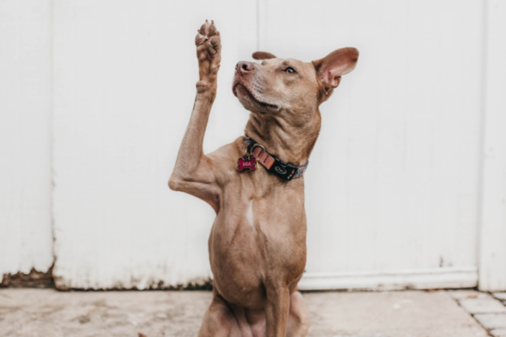 adestramento de cães cachorro sentado levantando a pata