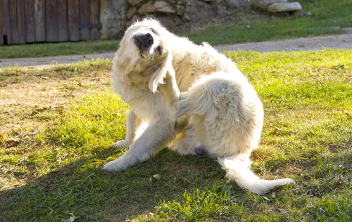 cachorro branco sentado na grama se coçando