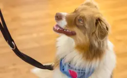 cachorro com alzheimer canino olhando para o tutor