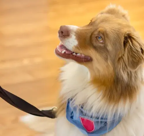 cachorro com alzheimer canino olhando para o tutor