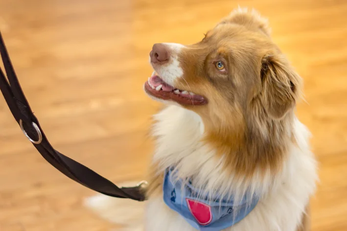 cachorro com alzheimer canino olhando para o tutor