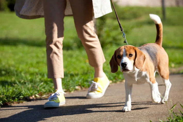 passeio com pet com alzheimer-canino