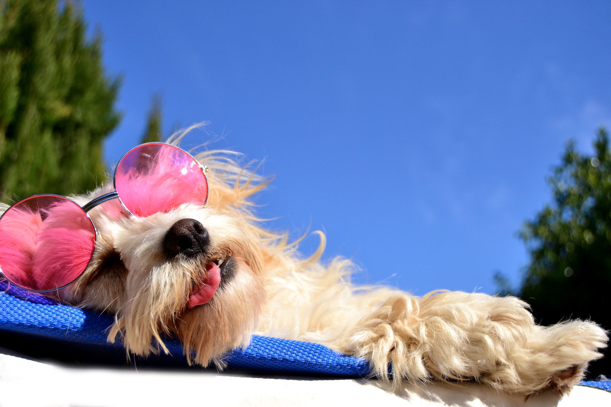 Cachorro curtindo as férias em hotéis pet friendly