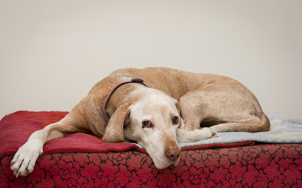 cachorro idoso deitado na cama vermelha