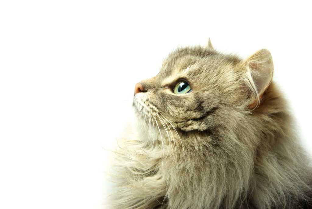 Bola de pelo em gato peludo