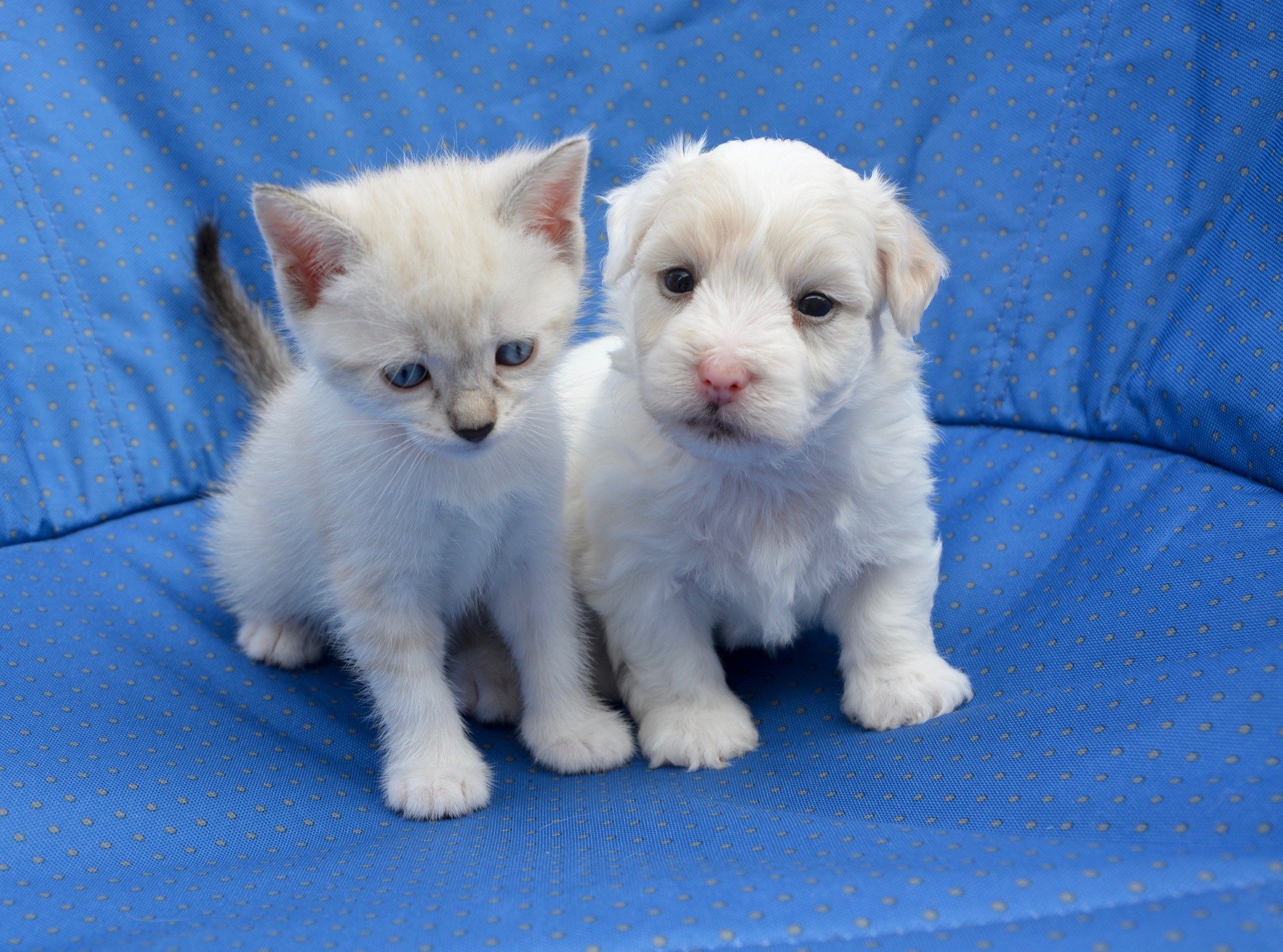 Como acostumar cachorro com gato?