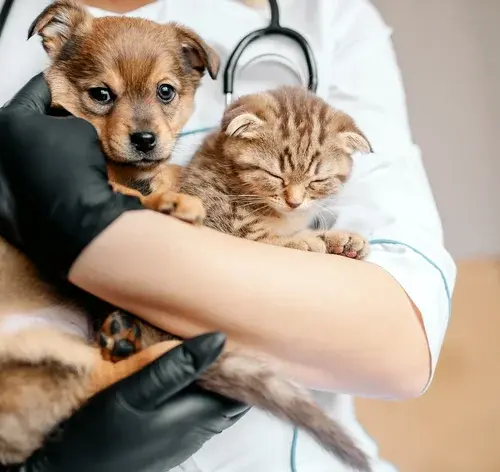 Veterinário preparando cachorro e gato para vermifugação