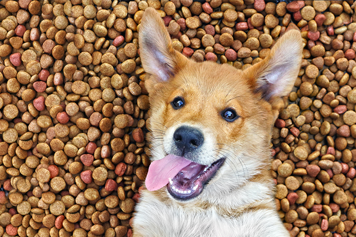 cachorro em montanha de ração para cachorro