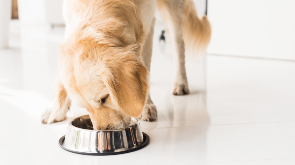 Cachorro comendo ração para cachorro