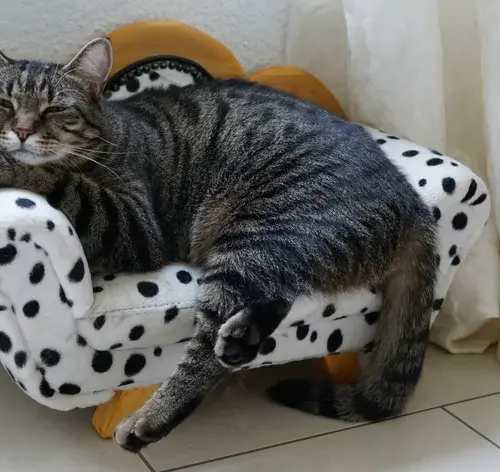 gato com fiv-felv-felina