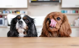 dois cachorro na cozinha