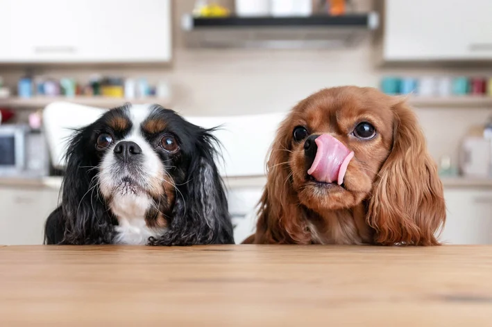 dois cachorro na cozinha