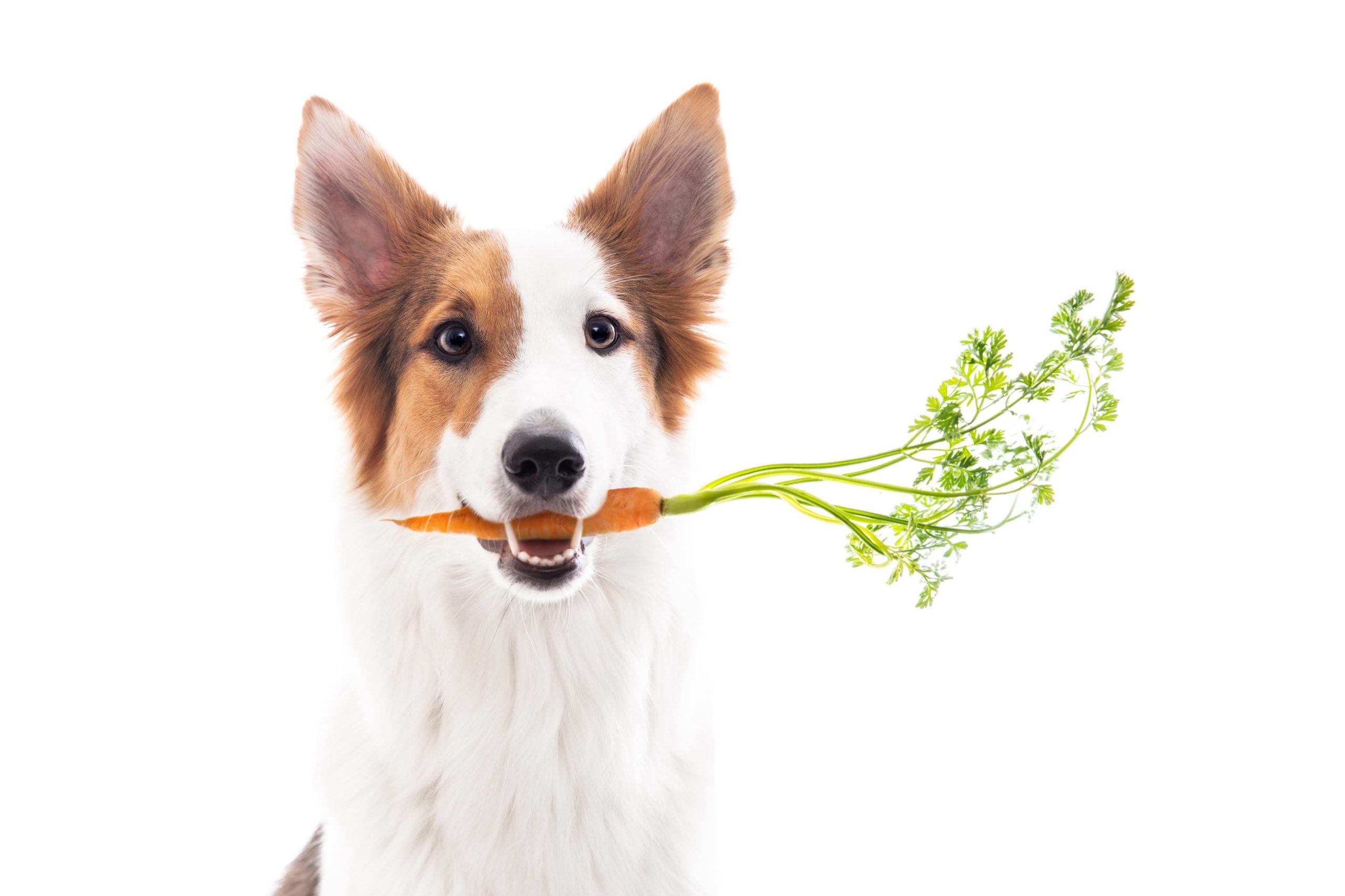 Cenoura é um petisco natural para cachorro