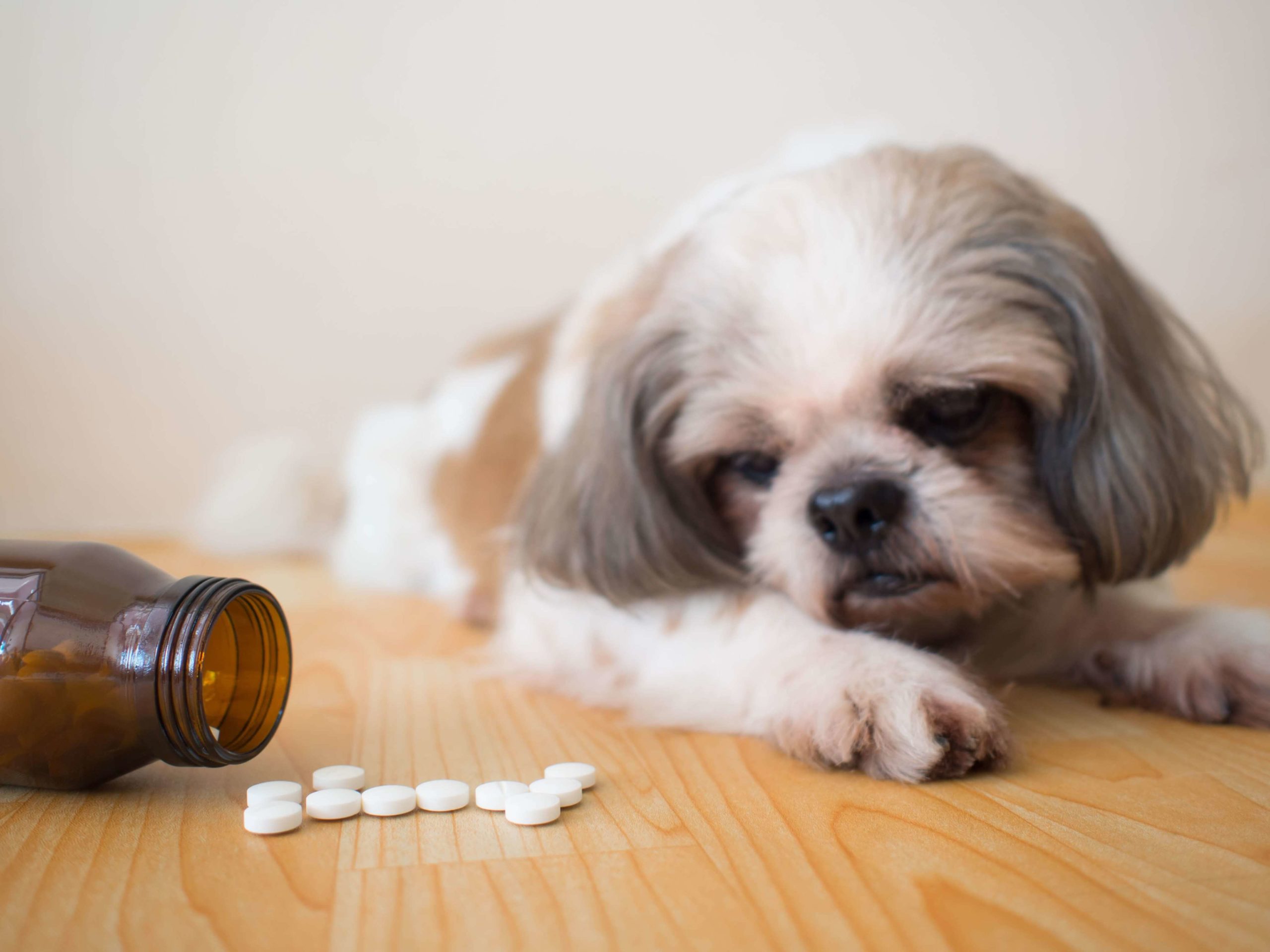 cachorro tomando remédio cefadroxila