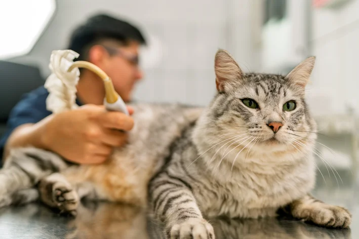 Paciente de medicina veterinária realizando exame de um gato de pelagem cinza na clínica veterinária, com veterinária usando equipamento de diagnóstico.